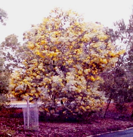 01_Acacia blooming tree