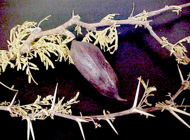 Acacia branches