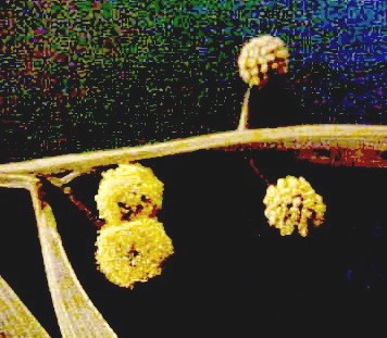 Acacia flowers