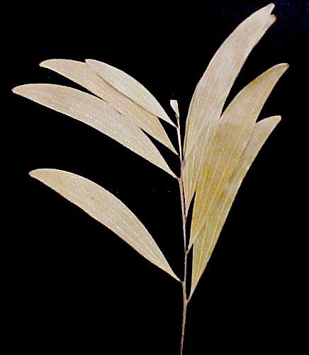 Acacia foliage