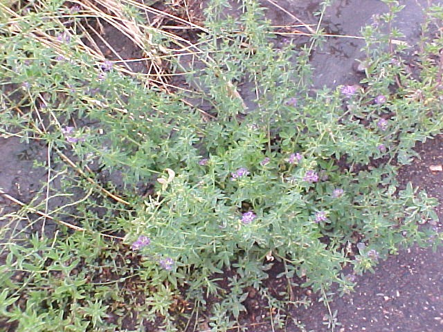 01_Alfalfa plant