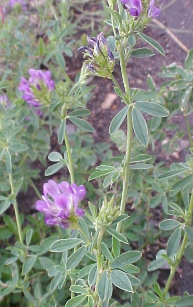 Alfalfa close-up