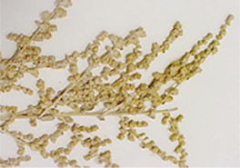 01_Atriplex_polycarpa_m_flwrs