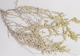 Atriplex_polycarpa_branch