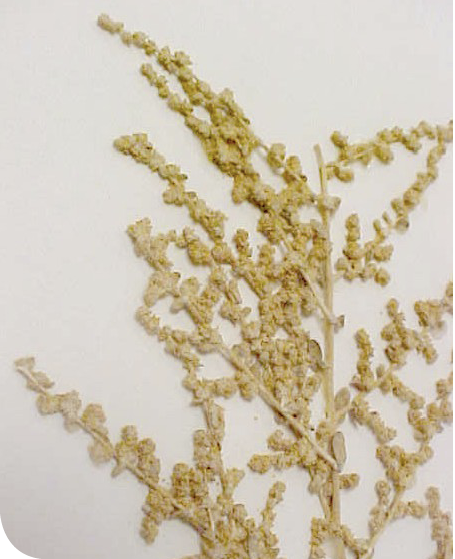Atriplex_polycarpa_m_flwrs