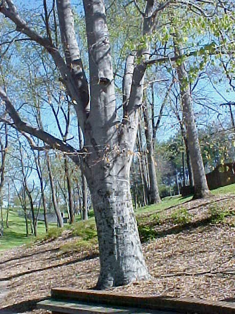 01_American Beech trunk