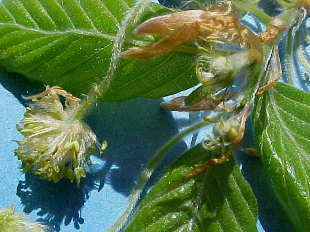 American Beech flowers