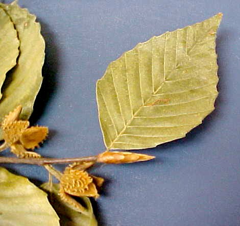 American Beech mature nuts and leaves