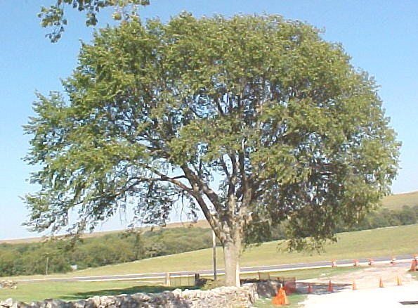 01_American Elm tree
