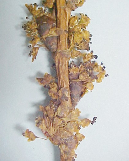American Elm flowers