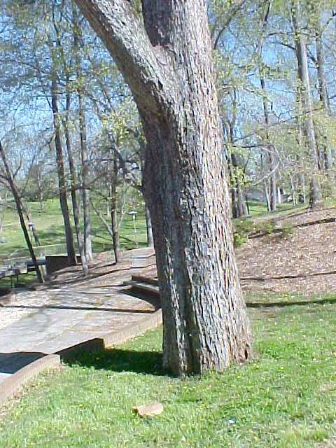 American Elm trunk