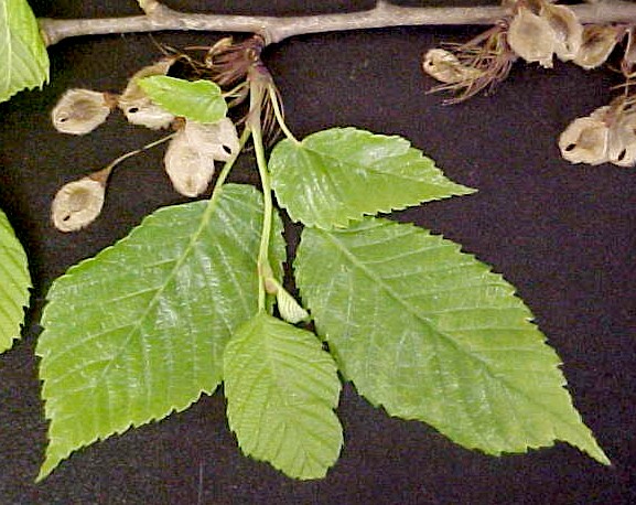 American Elm twig with seeds
