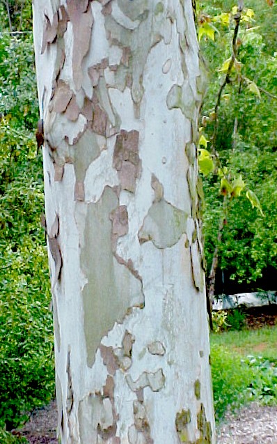 01_Eastern Sycamore bark