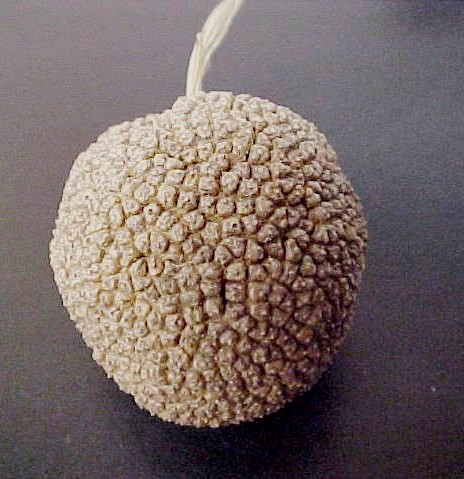Eastern Sycamore fruit