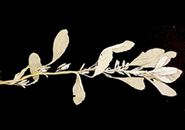 01_Atriplex_wrightii_young_plant