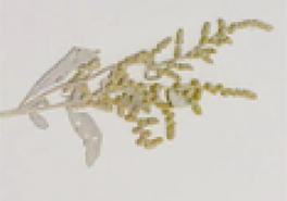 Atriplex_wrightii_flwrs