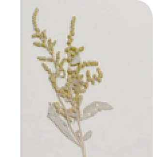 Atriplex_wrightii_flwrs
