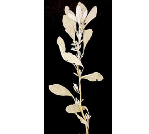 Atriplex_wrightii_young_plant