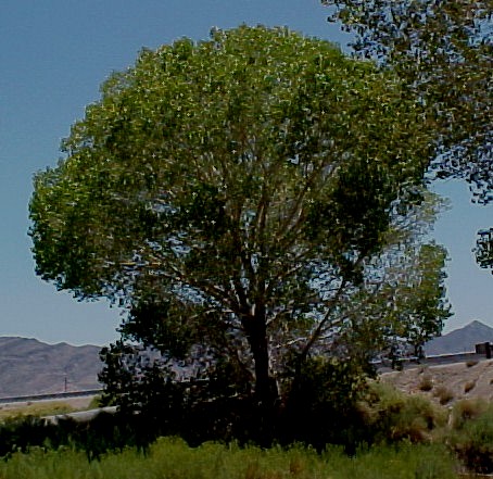 01_Fremont Cottonwood tree