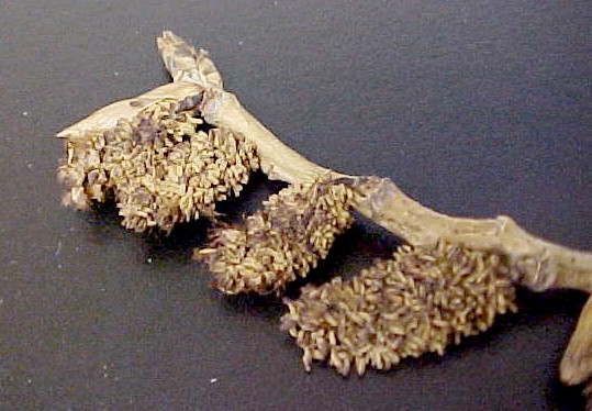 Fremont Cottonwood flower