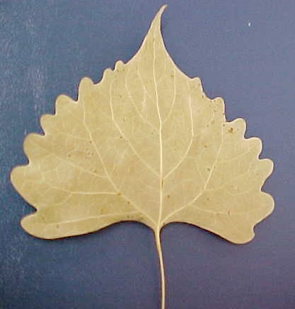 Fremont Cottonwood leaf