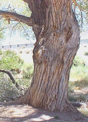 Fremont Cottonwood trunk