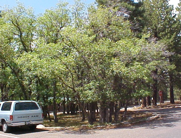 01_Gambel Oak tree