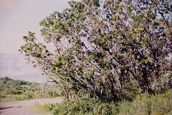 Gambel Oak clump of small trees