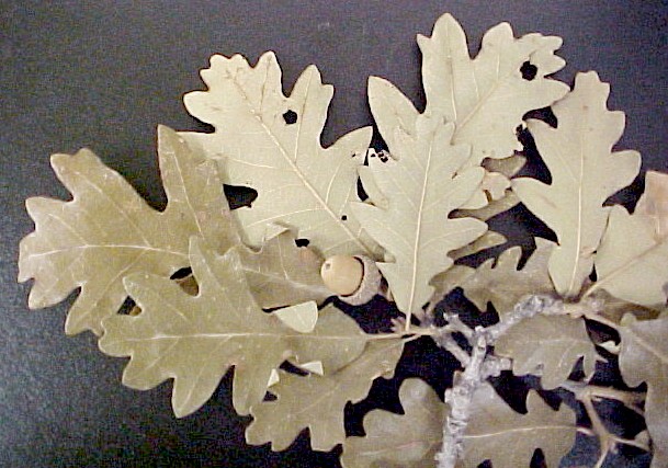 Gambel Oak leaves