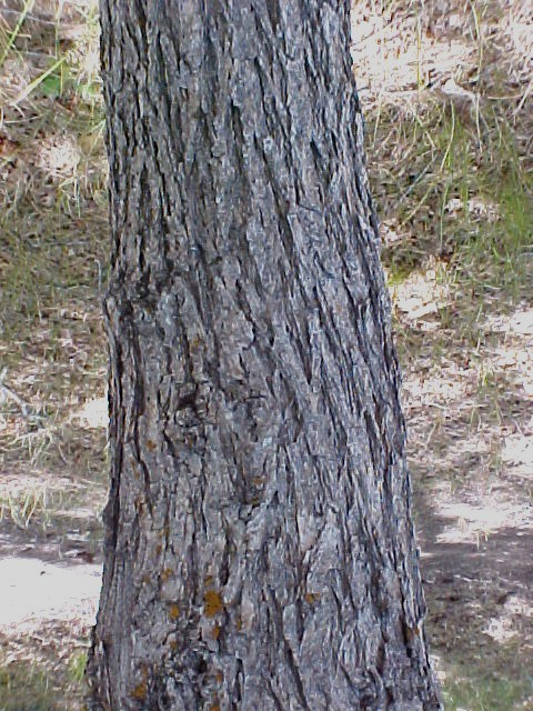 Gambel Oak trunk
