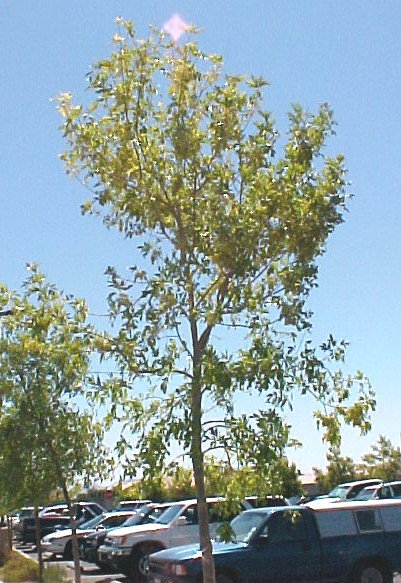 01_Arizona Ash tree