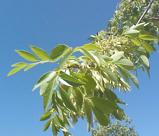 Arizona Ash fruiting branch