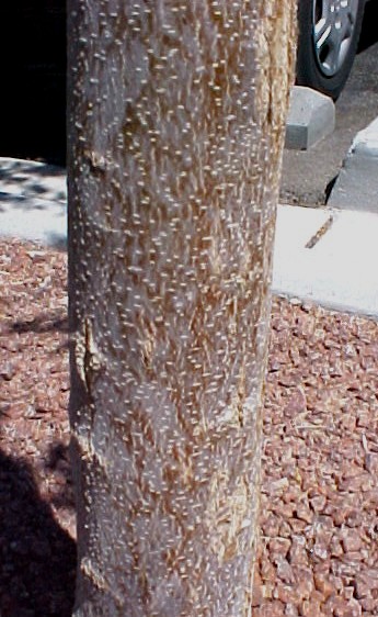 Arizona Ash trunk