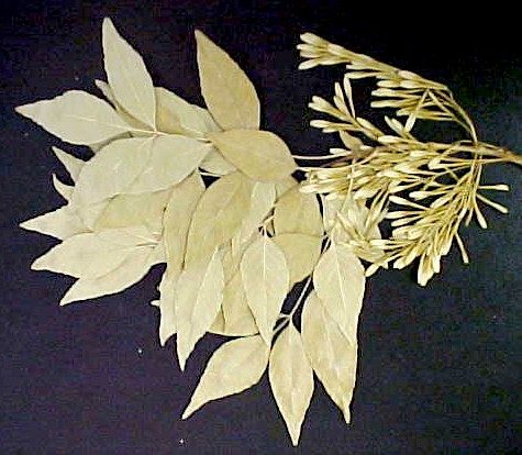 Arizona Ash twig