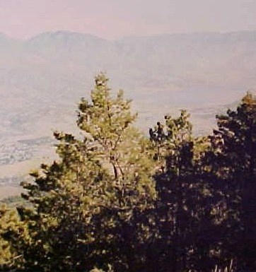 01_Arizona Cypress