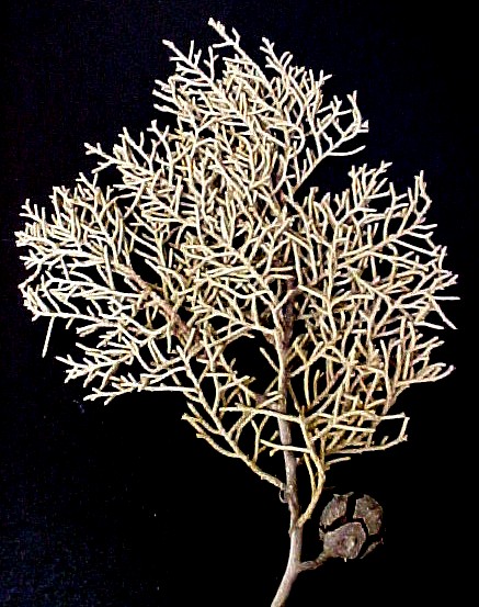 Arizona Cypress fruiting twig