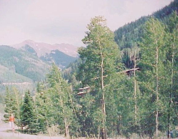 01_Aspen trees