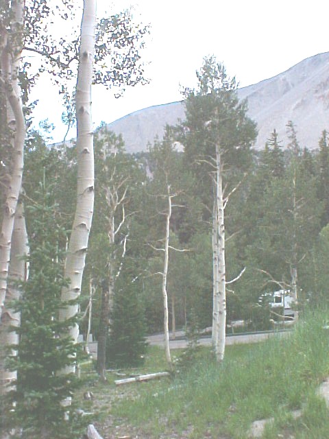 Aspen  trees