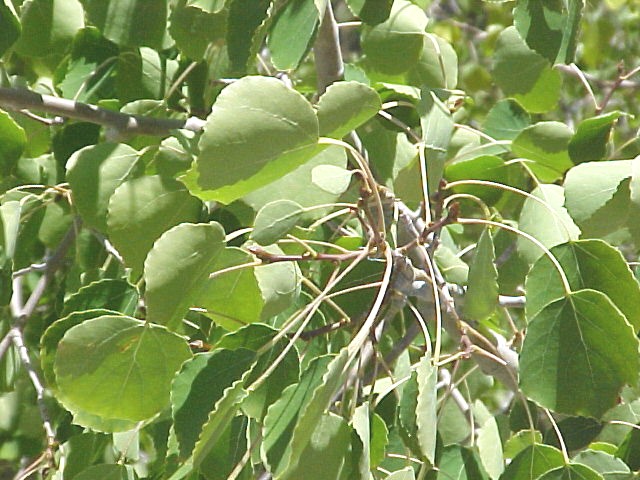 Aspen foliage