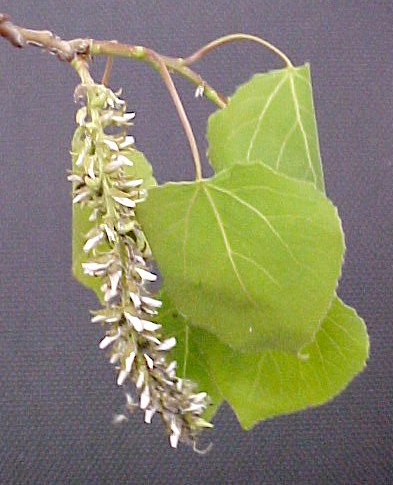 Aspen fruit closeup