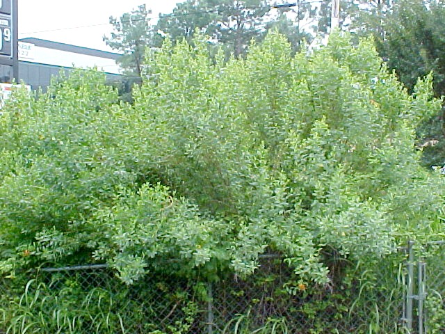 01_Baccharis bush