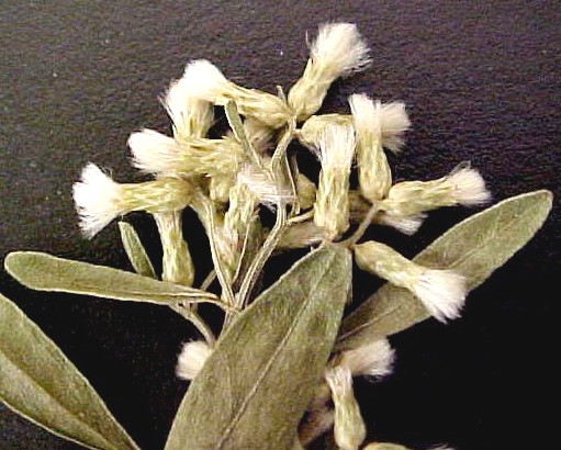 Baccharis female flowers
