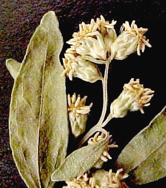 Baccharis male flowers