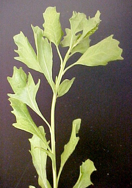 Baccharis young foliage
