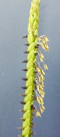 Bahia Grass closeup