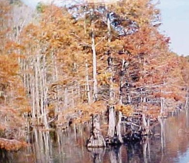 01_Bald Cypress trees
