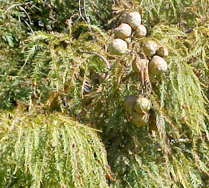 Bald Cypress fruits