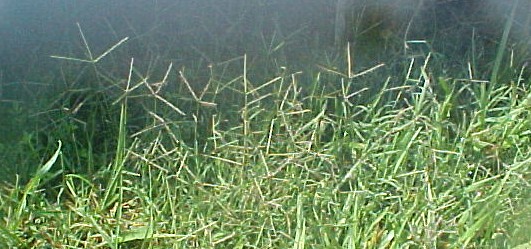 01_Bermuda Grassn blooming patch