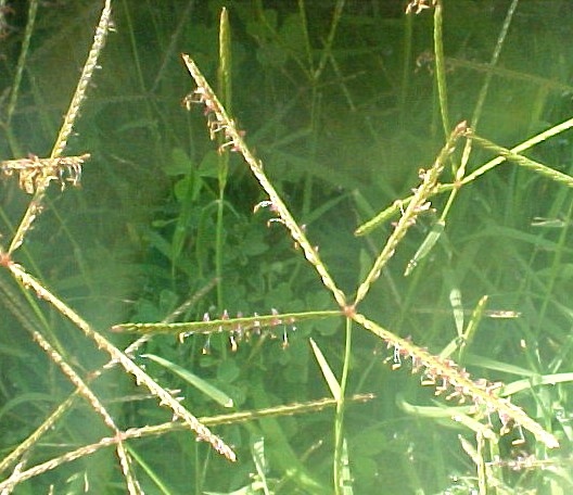 Bermuda Grass flower heads