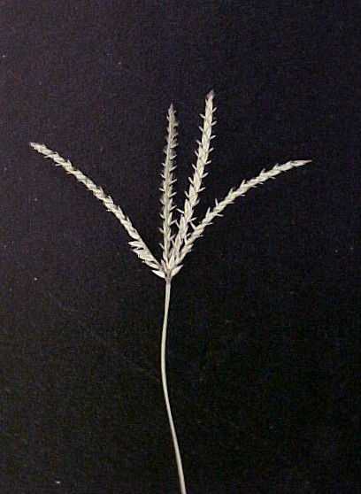 Bermuda Grass flowering head